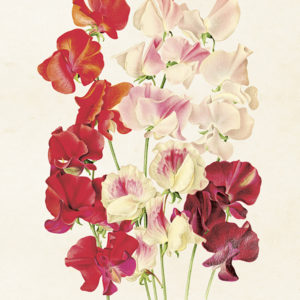 Poster - 18x24 cm / Luktärt